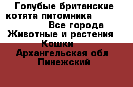 Голубые британские котята питомника Silvery Snow. - Все города Животные и растения » Кошки   . Архангельская обл.,Пинежский 